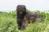 BOUVIER DES FLANDRES 044